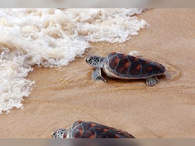 Mai Khao Marine Turtle Foundation - amazingthailand.org